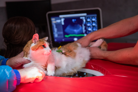Ultraschall Punktion Biopsie Tierarzt