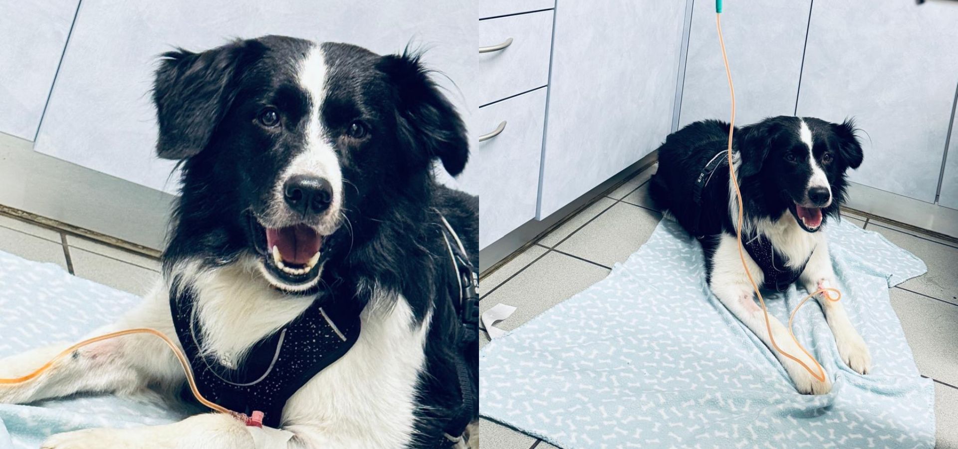 Border Collie Zeus