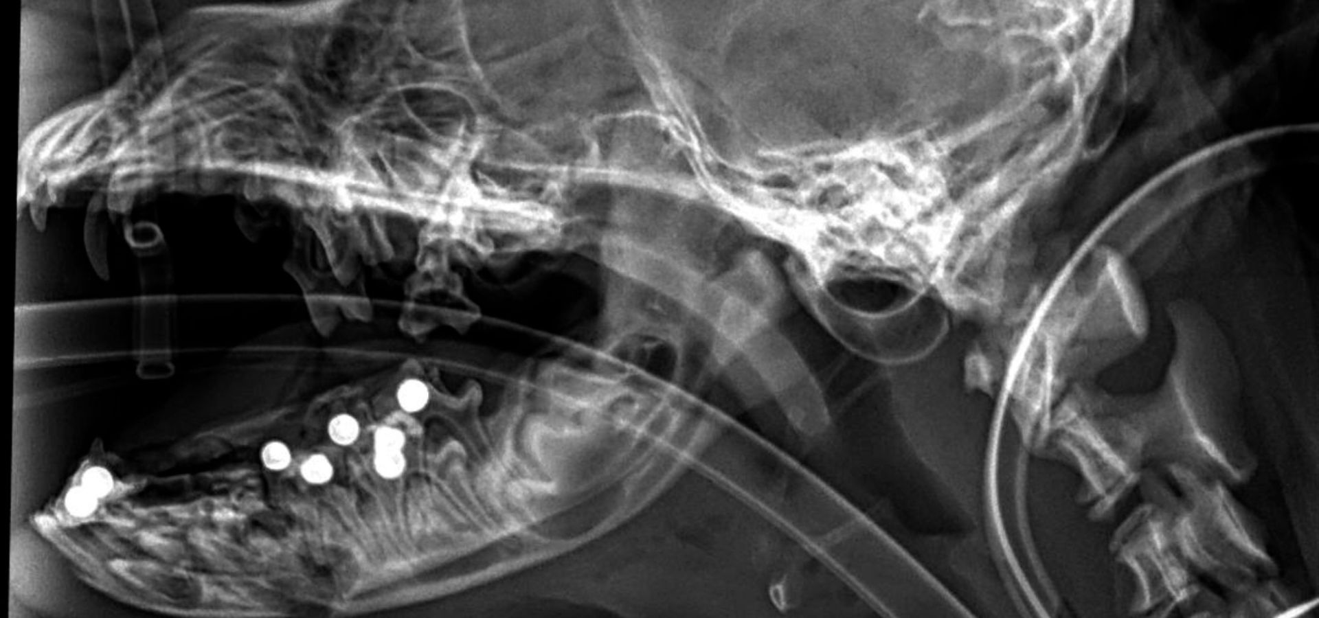 Kleiner Patient Knödel